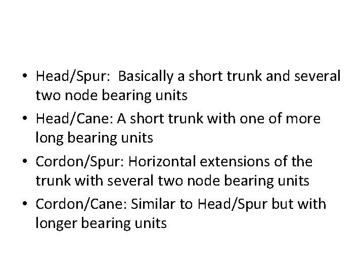  • Head/Spur: Basically a short trunk and several two node bearing units •