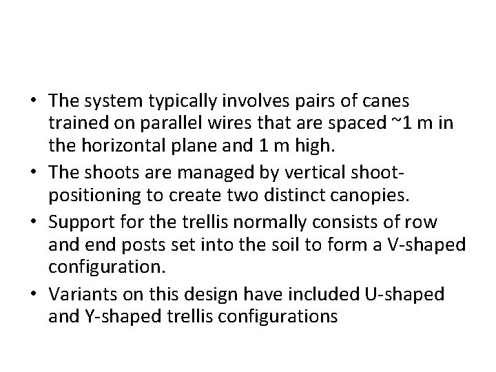  • The system typically involves pairs of canes trained on parallel wires that