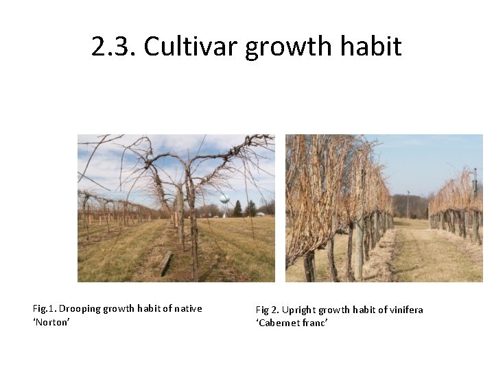 2. 3. Cultivar growth habit Fig. 1. Drooping growth habit of native ‘Norton’ Fig