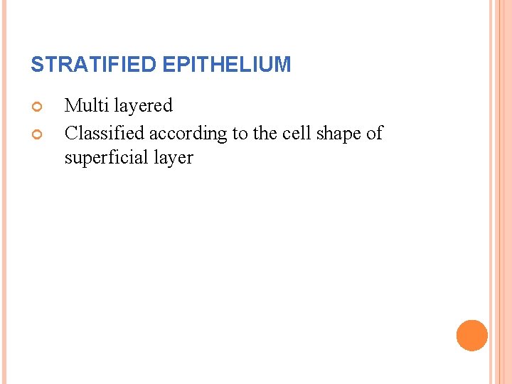STRATIFIED EPITHELIUM Multi layered Classified according to the cell shape of superficial layer 