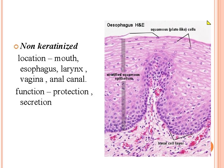  Non keratinized location – mouth, esophagus, larynx , vagina , anal canal. function