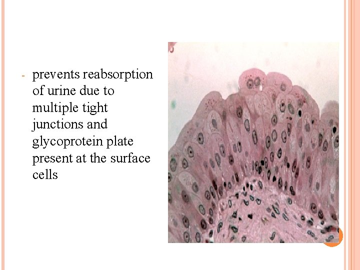 - prevents reabsorption of urine due to multiple tight junctions and glycoprotein plate present