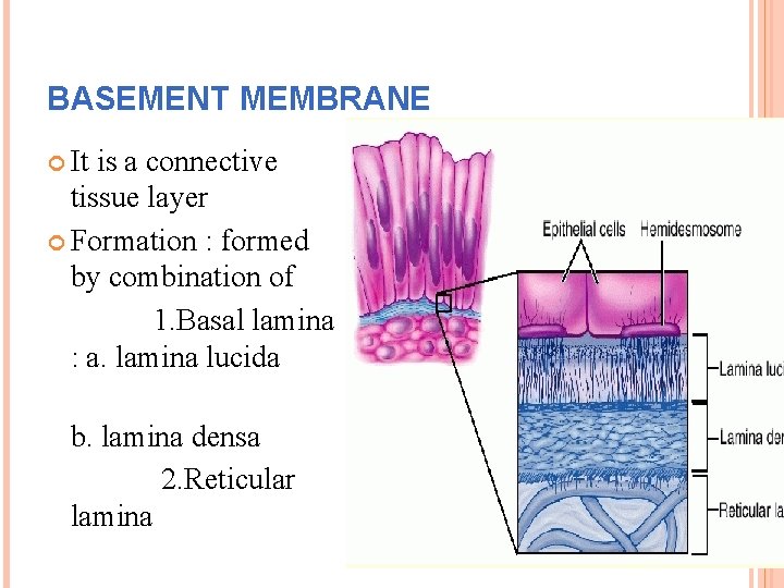 BASEMENT MEMBRANE It is a connective tissue layer Formation : formed by combination of