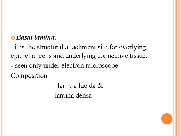  Basal lamina: - it is the structural attachment site for overlying epithelial cells