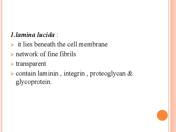 1. lamina lucida : Ø it lies beneath the cell membrane Ø network of