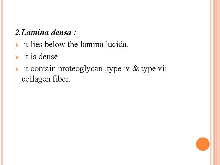 2. Lamina densa : Ø it lies below the lamina lucida. Ø it is