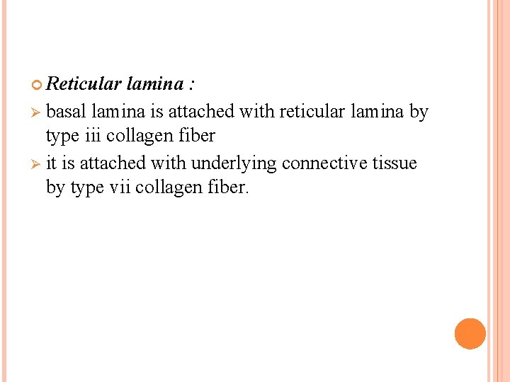  Reticular lamina : Ø basal lamina is attached with reticular lamina by type