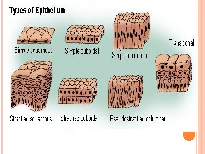 EPITHELIAL TISSUE TISSUE A collection of cells together