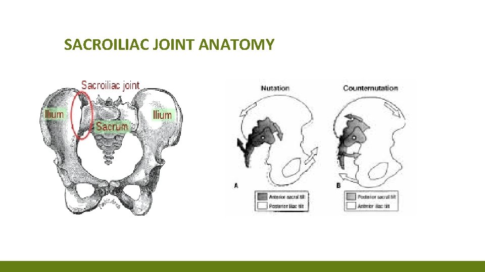 SACROILIAC JOINT ANATOMY SACROILIAC JOINT ANATOMY