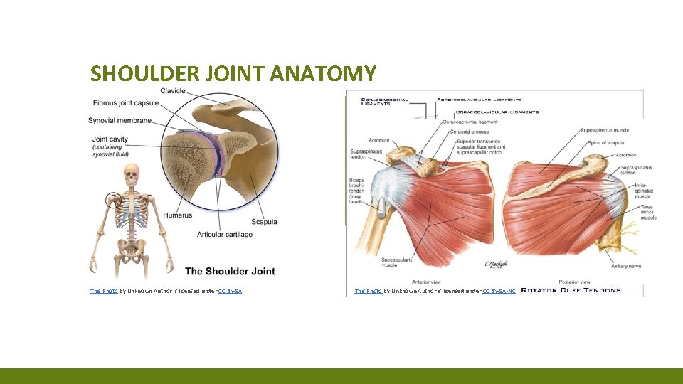 SHOULDER JOINT ANATOMY ▪ First bullet point here ▪ Second bullet point here ▪ SHOULDER JOINT ANATOMY ▪ First bullet point here ▪ Second bullet point here ▪