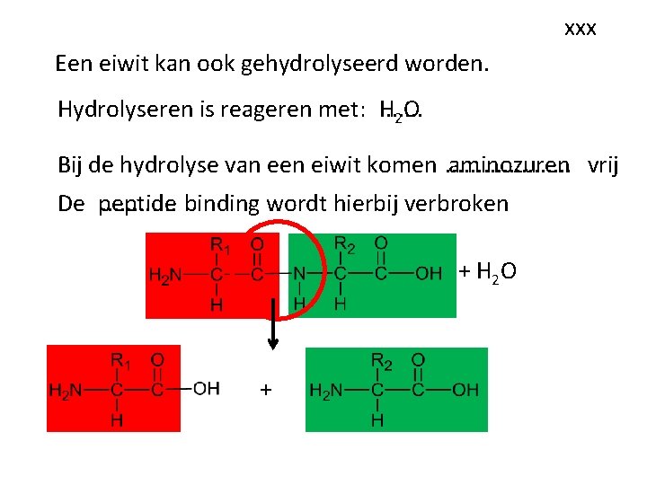 xxx Een eiwit kan ook gehydrolyseerd worden. Hydrolyseren is reageren met: . . . xxx Een eiwit kan ook gehydrolyseerd worden. Hydrolyseren is reageren met: . . .