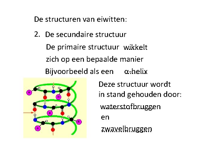 De structuren van eiwitten: 2. De secundaire structuur De primaire structuur wikkelt. . zich De structuren van eiwitten: 2. De secundaire structuur De primaire structuur wikkelt. . zich