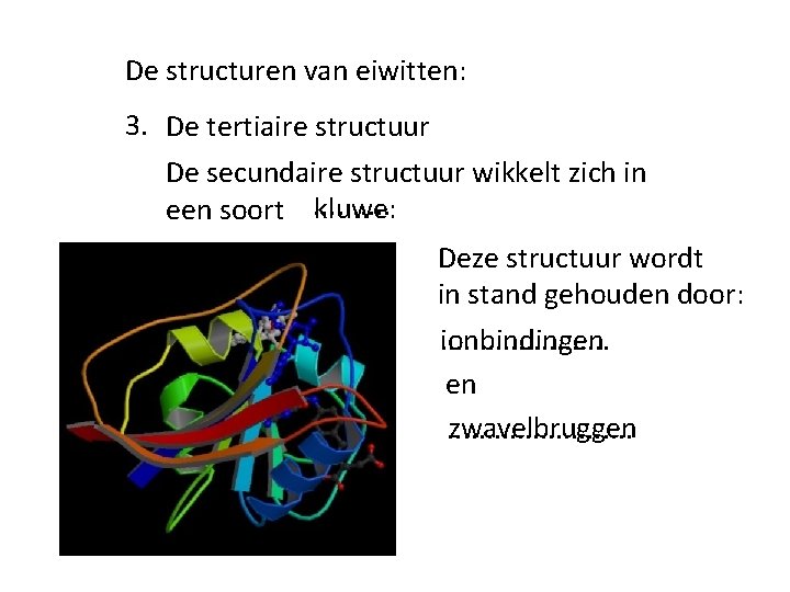 De structuren van eiwitten: 3. De tertiaire structuur De secundaire structuur wikkelt zich in De structuren van eiwitten: 3. De tertiaire structuur De secundaire structuur wikkelt zich in