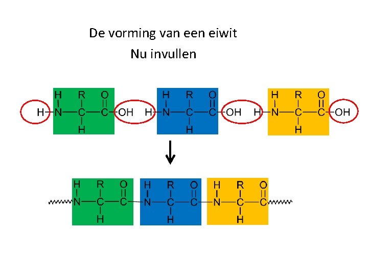 De vorming van een eiwit Nu invullen De vorming van een eiwit Nu invullen
