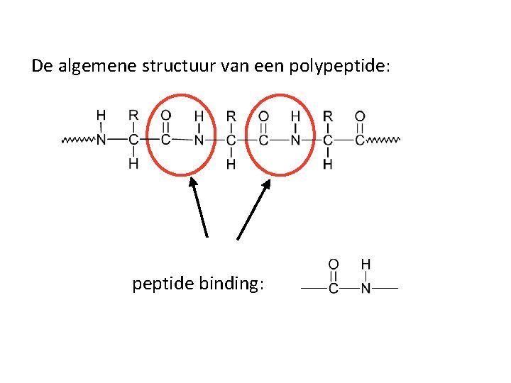 Hoofdstuk 14 Paragraaf 4 Eiwitten Een eiwit is