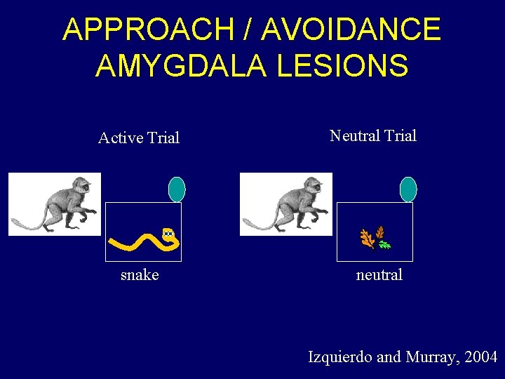 APPROACH / AVOIDANCE AMYGDALA LESIONS Active Trial snake Neutral Trial neutral Izquierdo and Murray,