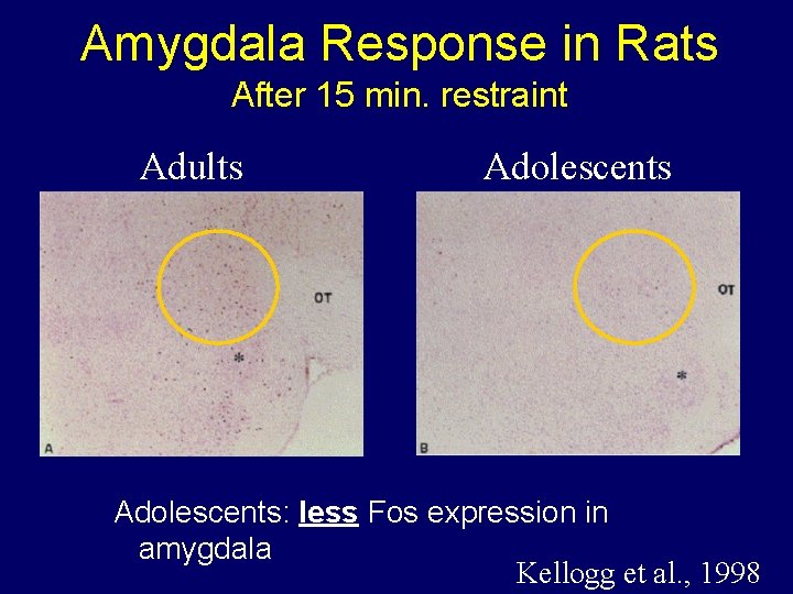Amygdala Response in Rats After 15 min. restraint Adults Adolescents: less Fos expression in