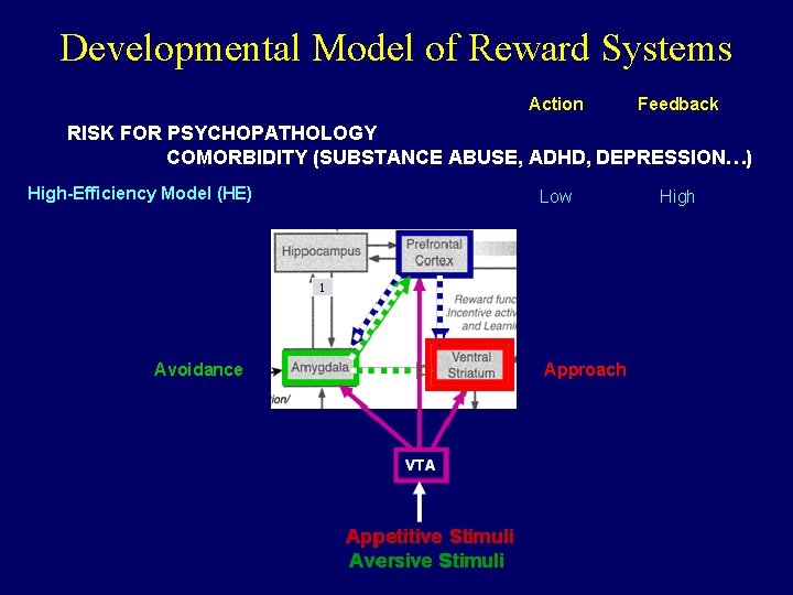 Developmental Model of Reward Systems Incentive Model (Berridge & Robinson, 1998) RISKSalience FOR PSYCHOPATHOLOGY