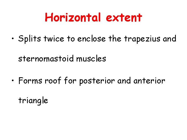Horizontal extent • Splits twice to enclose the trapezius and sternomastoid muscles • Forms