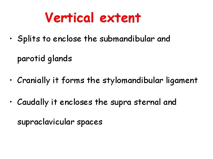 Vertical extent • Splits to enclose the submandibular and parotid glands • Cranially it Vertical extent • Splits to enclose the submandibular and parotid glands • Cranially it