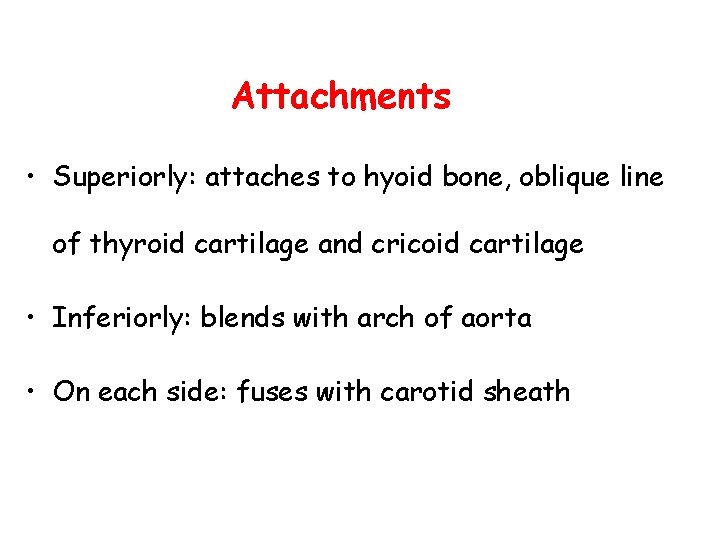Attachments • Superiorly: attaches to hyoid bone, oblique line of thyroid cartilage and cricoid