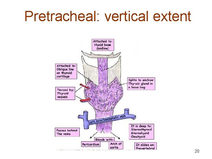 Pretracheal: vertical extent 20 