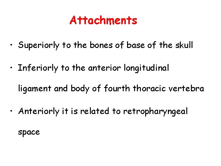 Attachments • Superiorly to the bones of base of the skull • Inferiorly to