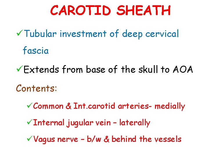 CAROTID SHEATH üTubular investment of deep cervical fascia üExtends from base of the skull CAROTID SHEATH üTubular investment of deep cervical fascia üExtends from base of the skull