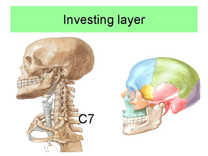 Investing layer C 7 Investing layer C 7