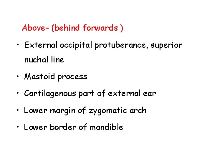 Above– (behind forwards ) • External occipital protuberance, superior nuchal line • Mastoid process