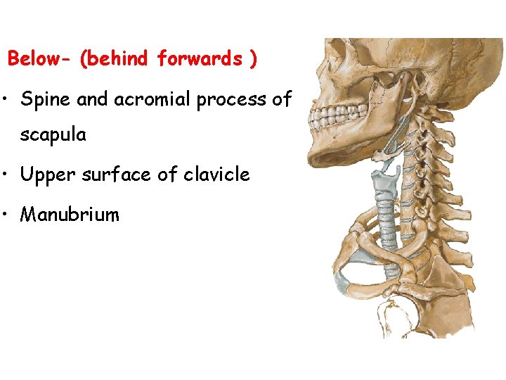 Below- (behind forwards ) • Spine and acromial process of scapula • Upper surface