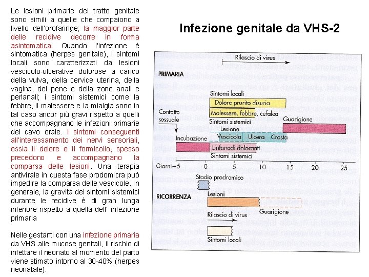 Le lesioni primarie del tratto genitale sono simili a quelle che compaiono a livello