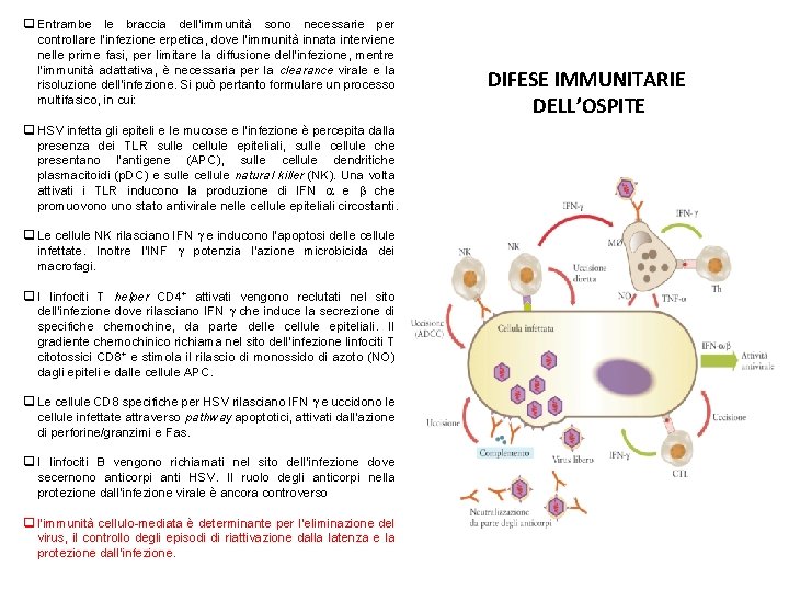 q Entrambe le braccia dell’immunità sono necessarie per controllare l’infezione erpetica, dove l’immunità innata