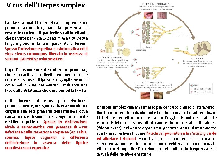 Virus dell’Herpes simplex La classica malattia erpetica comprende un periodo sintomatico, con la presenza Virus dell’Herpes simplex La classica malattia erpetica comprende un periodo sintomatico, con la presenza