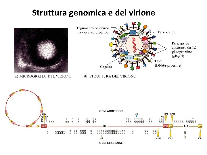 Struttura genomica e del virione 