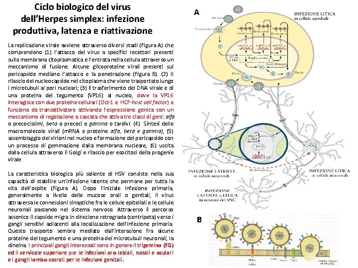 Ciclo biologico del virus dell’Herpes simplex: infezione produttiva, latenza e riattivazione A La replicazione Ciclo biologico del virus dell’Herpes simplex: infezione produttiva, latenza e riattivazione A La replicazione