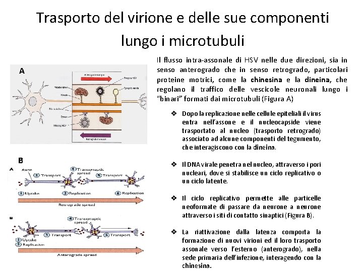 Trasporto del virione e delle sue componenti lungo i microtubuli A Il flusso intra-assonale