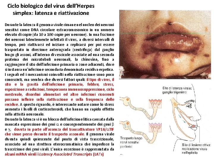 Ciclo biologico del virus dell’Herpes simplex: latenza e riattivazione Durante la latenza il genoma Ciclo biologico del virus dell’Herpes simplex: latenza e riattivazione Durante la latenza il genoma