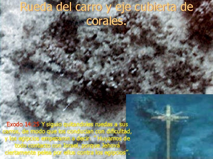 Rueda del carro y eje cubierta de corales. Exodo 14: 25 Y siguio quitandoles Rueda del carro y eje cubierta de corales. Exodo 14: 25 Y siguio quitandoles