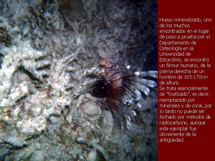 Hueso mineralizado, uno de los muchos encontrados en el lugar de paso a prueba Hueso mineralizado, uno de los muchos encontrados en el lugar de paso a prueba