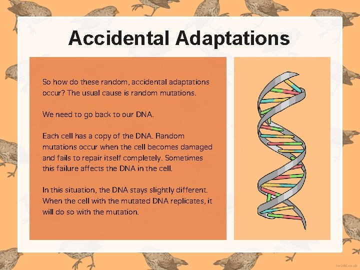Accidental Adaptations So how do these random, accidental adaptations occur? The usual cause is Accidental Adaptations So how do these random, accidental adaptations occur? The usual cause is