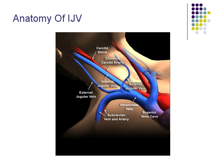 Anatomy Of IJV 
