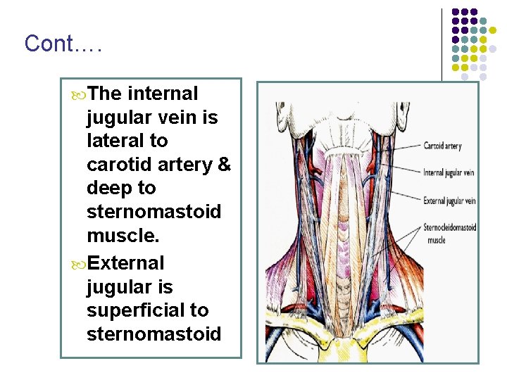 Cont…. The internal jugular vein is lateral to carotid artery & deep to sternomastoid