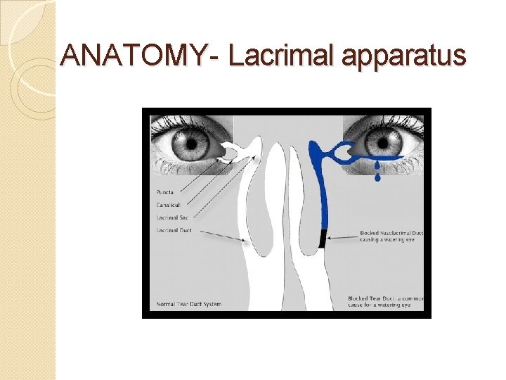 ANATOMY- Lacrimal apparatus 