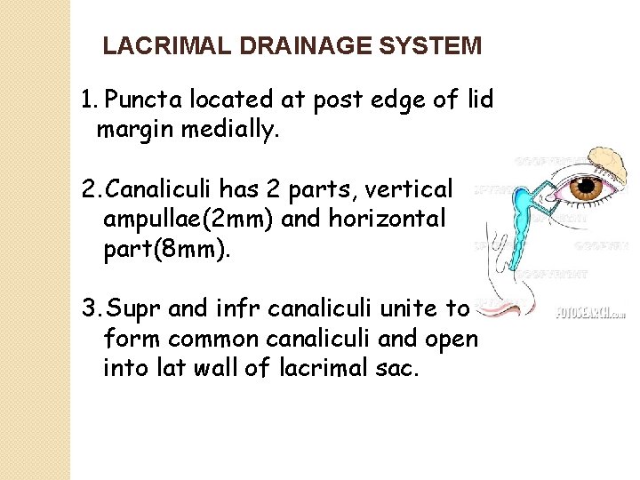 LACRIMAL DRAINAGE SYSTEM 1. Puncta located at post edge of lid margin medially. 2.