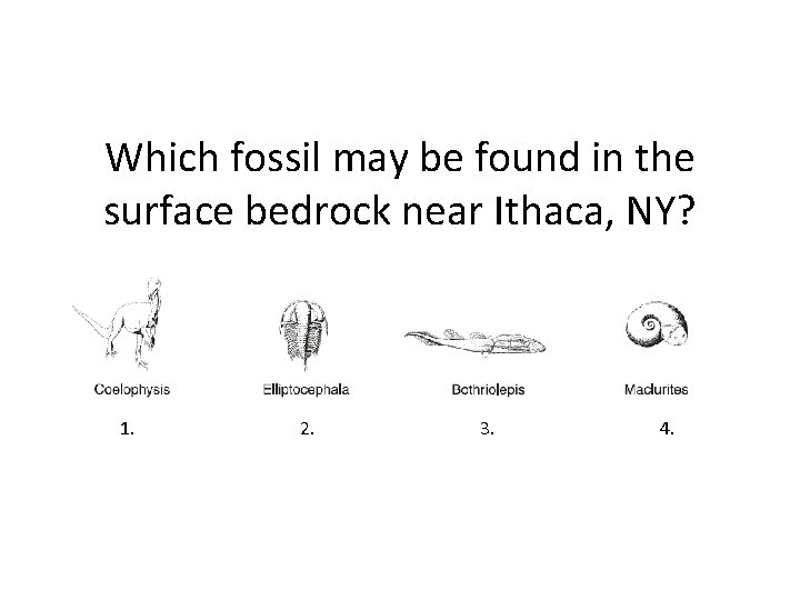 Which fossil may be found in the surface bedrock near Ithaca, NY? 1. 2.