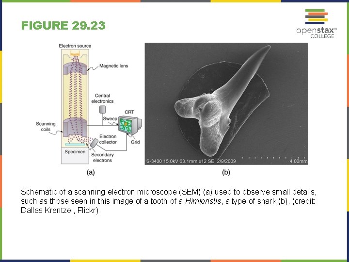 FIGURE 29. 23 Schematic of a scanning electron microscope (SEM) (a) used to observe