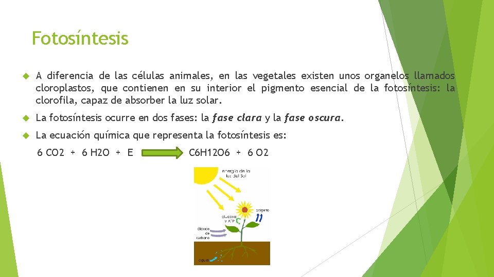 Fotosíntesis A diferencia de las células animales, en las vegetales existen unos organelos llamados Fotosíntesis A diferencia de las células animales, en las vegetales existen unos organelos llamados