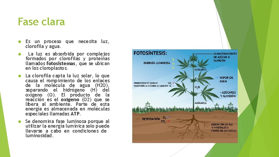 Fase clara Es un proceso que necesita luz, clorofila y agua. La luz es