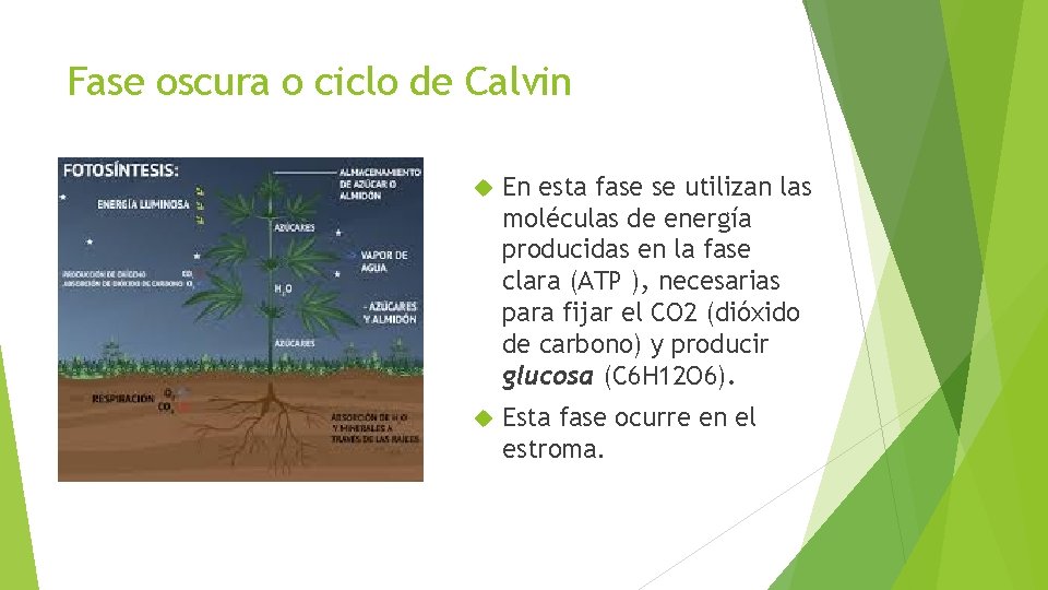 Fase oscura o ciclo de Calvin En esta fase se utilizan las moléculas de